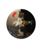 猫のカルビ（個別スタンプ：12）