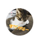 猫のカルビ（個別スタンプ：13）