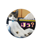 猫のカルビ（個別スタンプ：14）