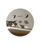 猫のカルビ（個別スタンプ：15）