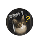 猫のカルビ（個別スタンプ：20）