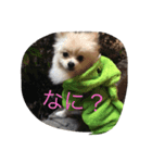 Pomeranian0128（個別スタンプ：7）