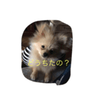 Pomeranian0128（個別スタンプ：8）