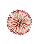 ！Fireworks！（個別スタンプ：3）