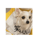 犬たち、、（個別スタンプ：14）