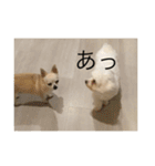 犬たち、、（個別スタンプ：16）