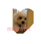 犬たち、、（個別スタンプ：23）