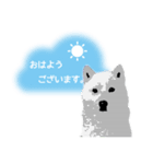 白い犬_1（個別スタンプ：1）