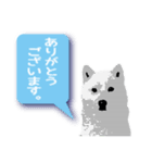 白い犬_1（個別スタンプ：3）