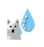 白い犬_1（個別スタンプ：5）