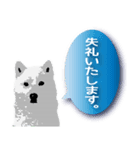 白い犬_1（個別スタンプ：8）