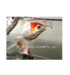 金魚と飼い主の気持ち。（個別スタンプ：5）