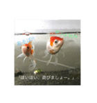 金魚と飼い主の気持ち。（個別スタンプ：15）