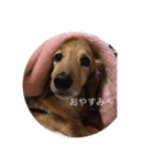 可愛いマメ犬（個別スタンプ：4）