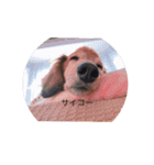 可愛いマメ犬（個別スタンプ：6）