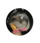 chubby dwarf hamster（個別スタンプ：1）