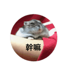 chubby dwarf hamster（個別スタンプ：2）