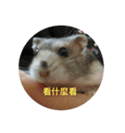 chubby dwarf hamster（個別スタンプ：3）