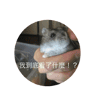 chubby dwarf hamster（個別スタンプ：5）