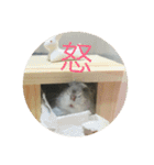 chubby dwarf hamster（個別スタンプ：7）