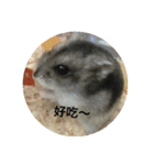 chubby dwarf hamster（個別スタンプ：8）