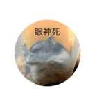 chubby dwarf hamster（個別スタンプ：9）