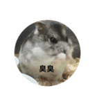 chubby dwarf hamster（個別スタンプ：13）