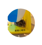 chubby dwarf hamster（個別スタンプ：15）