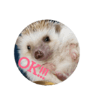 Hedgehog KOTAROU（個別スタンプ：2）