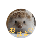 Hedgehog KOTAROU（個別スタンプ：3）