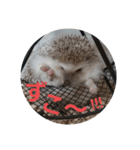 Hedgehog KOTAROU（個別スタンプ：5）