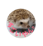 Hedgehog KOTAROU（個別スタンプ：6）