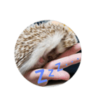 Hedgehog KOTAROU（個別スタンプ：8）