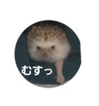 Hedgehog KOTAROU（個別スタンプ：9）