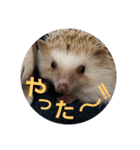 Hedgehog KOTAROU（個別スタンプ：10）