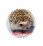 Hedgehog KOTAROU（個別スタンプ：12）