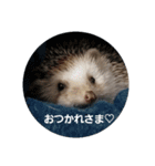 Hedgehog KOTAROU（個別スタンプ：13）