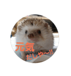 Hedgehog KOTAROU（個別スタンプ：15）