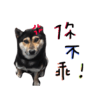 A stupid dog（個別スタンプ：15）