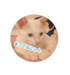 ゆるい3猫スタンプ（個別スタンプ：5）