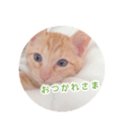 ゆるい3猫スタンプ（個別スタンプ：7）