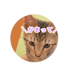 ゆるい3猫スタンプ（個別スタンプ：8）