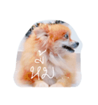 YELLY Pomeranian（個別スタンプ：9）