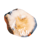 YELLY Pomeranian（個別スタンプ：11）