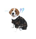 Aston Beagle Family（個別スタンプ：9）