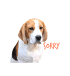 Aston Beagle Family（個別スタンプ：13）