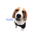 Aston Beagle Family（個別スタンプ：16）