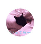 黒猫チョビさんの憂鬱（個別スタンプ：4）