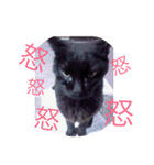 黒猫チョビさんの憂鬱（個別スタンプ：8）