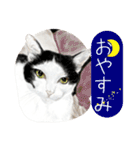 Lovely Cats +1 in The Blog 4（個別スタンプ：6）